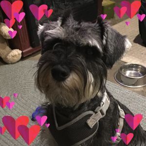 Meet your Posher, Mary